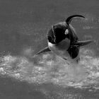 Killer Whale