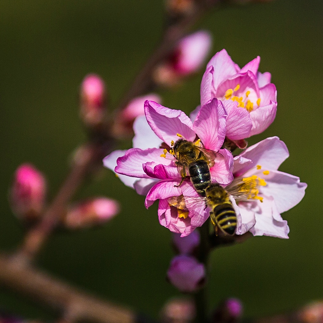 Killerbienen _neu