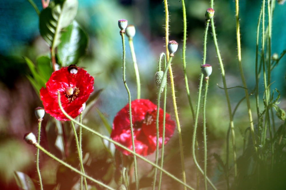 Killerhummel trifft auf Klatschmohn