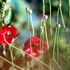 Killerhummel trifft auf Klatschmohn