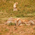 Killerkommando, junge Geparden lernen töten