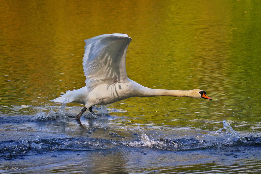 Killerschwan