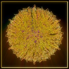 Killervirus rast auf Erde zu