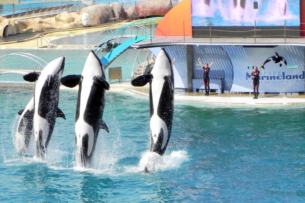 Killerwal / Schwertwal Show im Marineland in Südfrankreich