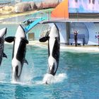 Killerwal / Schwertwal Show im Marineland in Südfrankreich