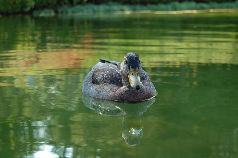 Killesberg Duck