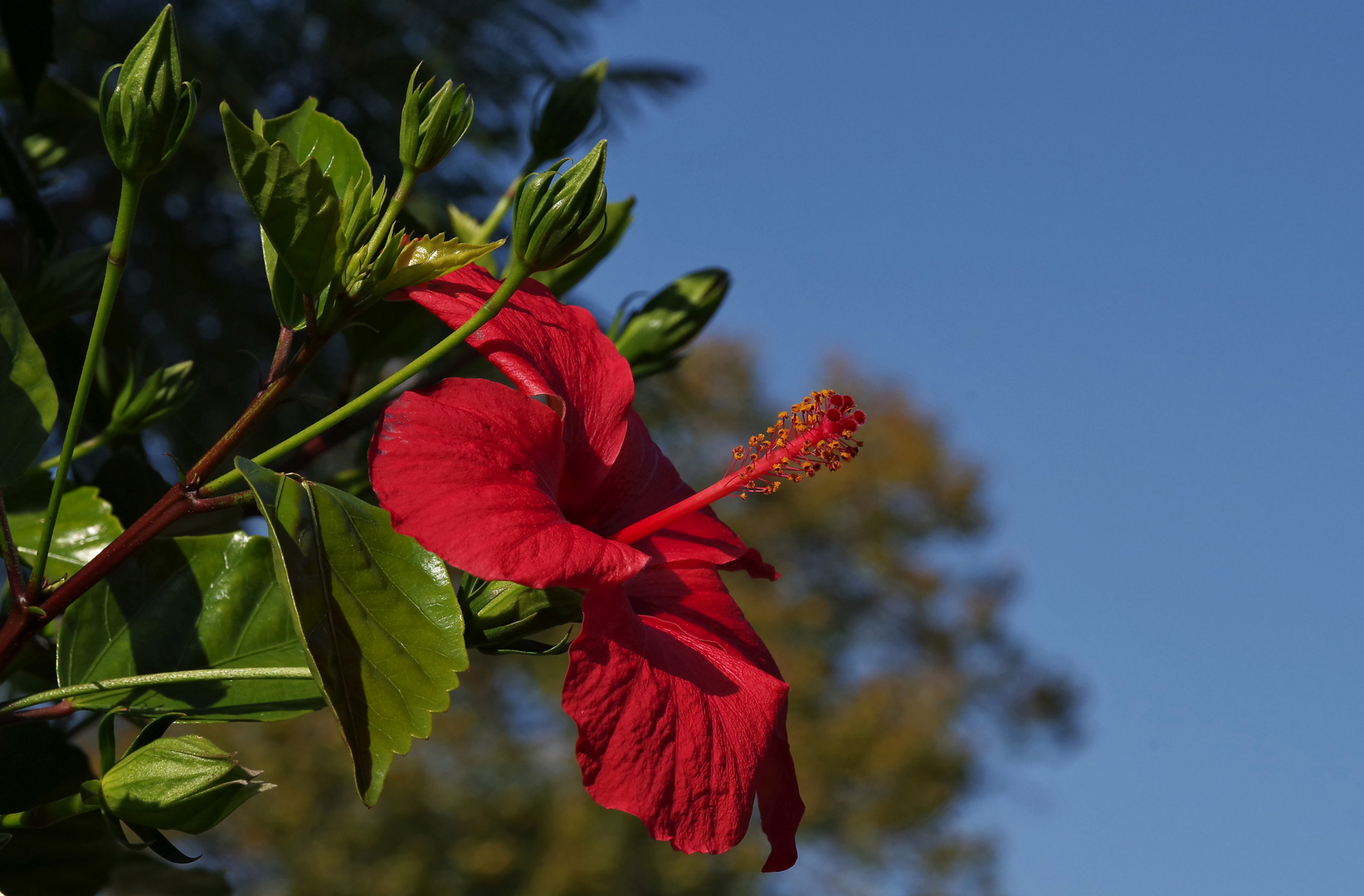 Killesberg - Hibiskus...1