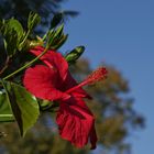 Killesberg - Hibiskus...1