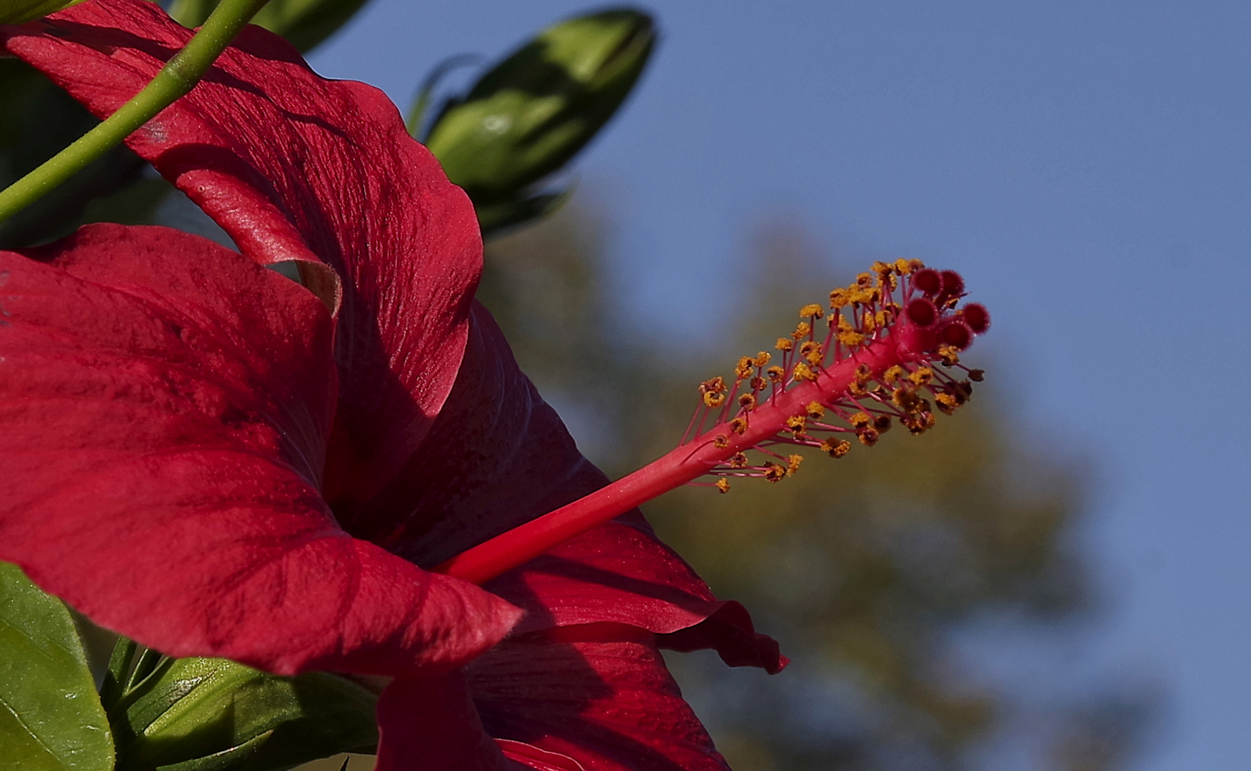 Killesberg - Hibiskus...2