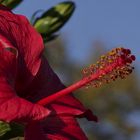 Killesberg - Hibiskus...2