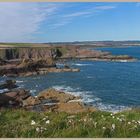 killiedraught bay near Eyemouth