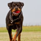 Kim auf dem Hundeplatz