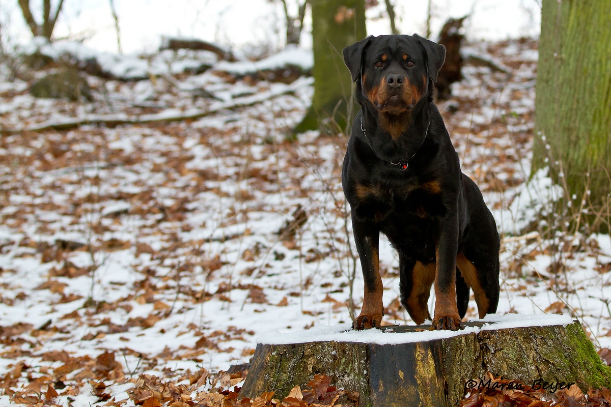 Kim im Wald