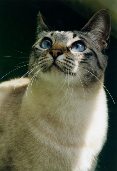 Kimba Foto & Bild tiere, haustiere, katzen Bilder auf