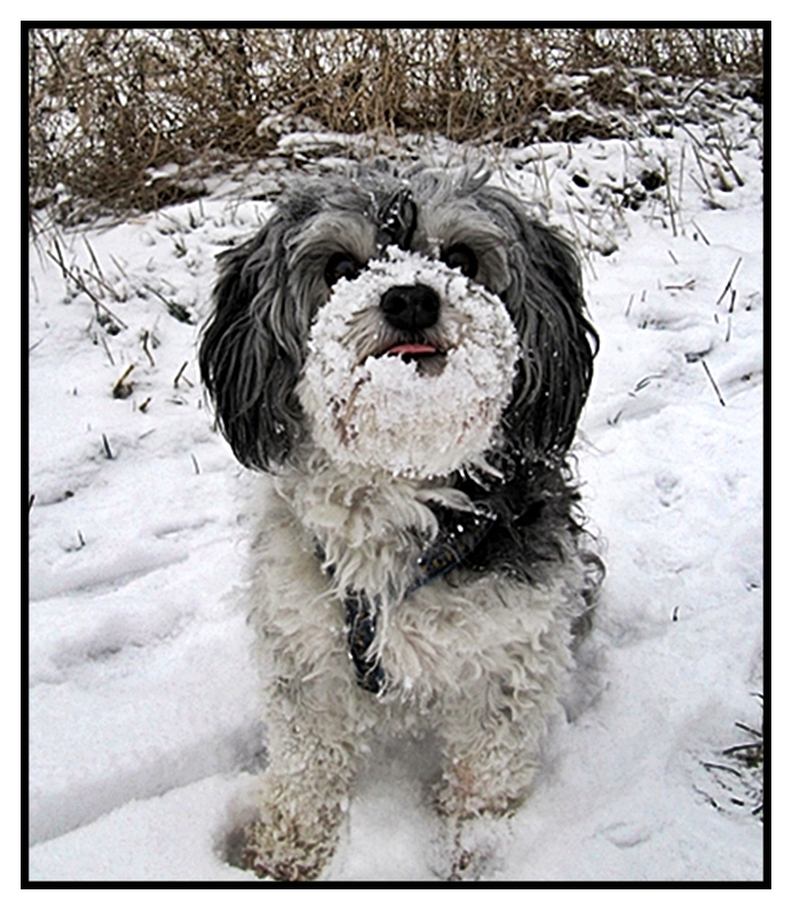 Kimba . . . Foto & Bild tiere, haustiere, hunde Bilder auf