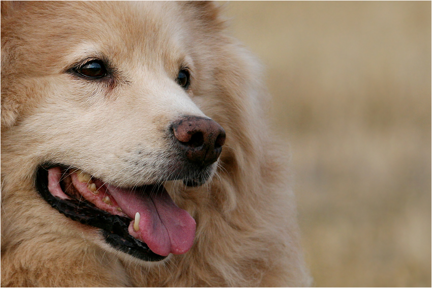 kimba II Foto & Bild tiere, haustiere, hunde Bilder auf