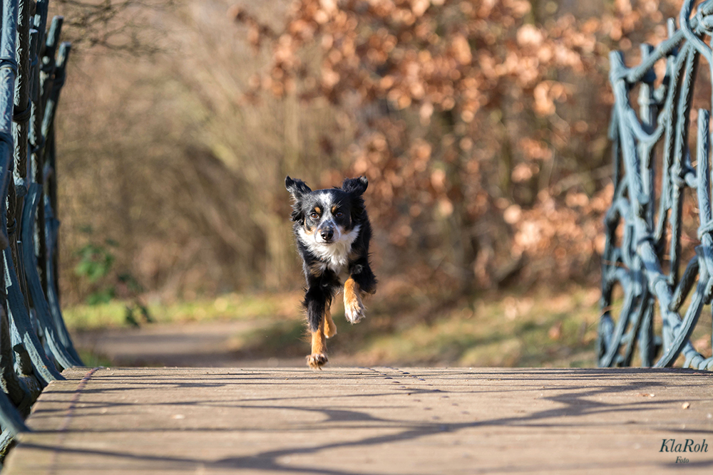 Kimba im Anflug...