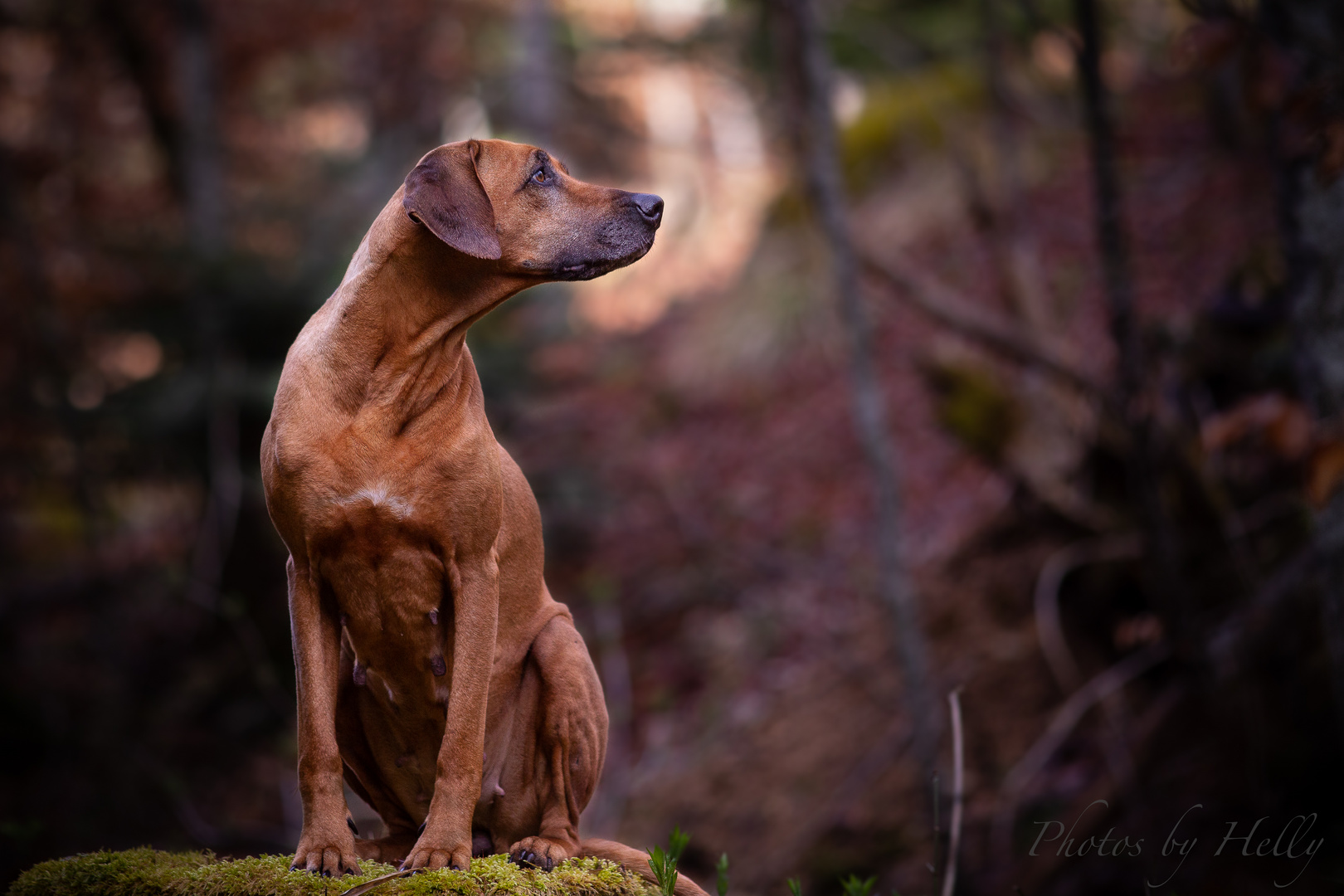 Kimba - In the deep forest