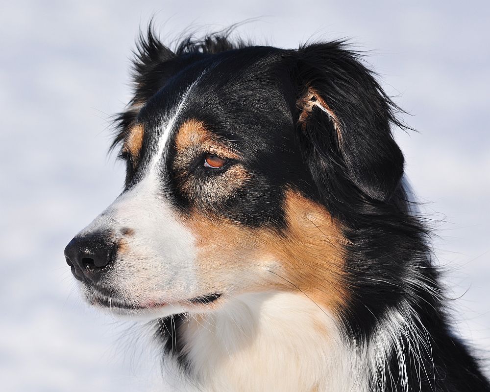 Kimba - Meine Australian Shepherd Hündin