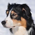 Kimba - Meine Australian Shepherd Hündin