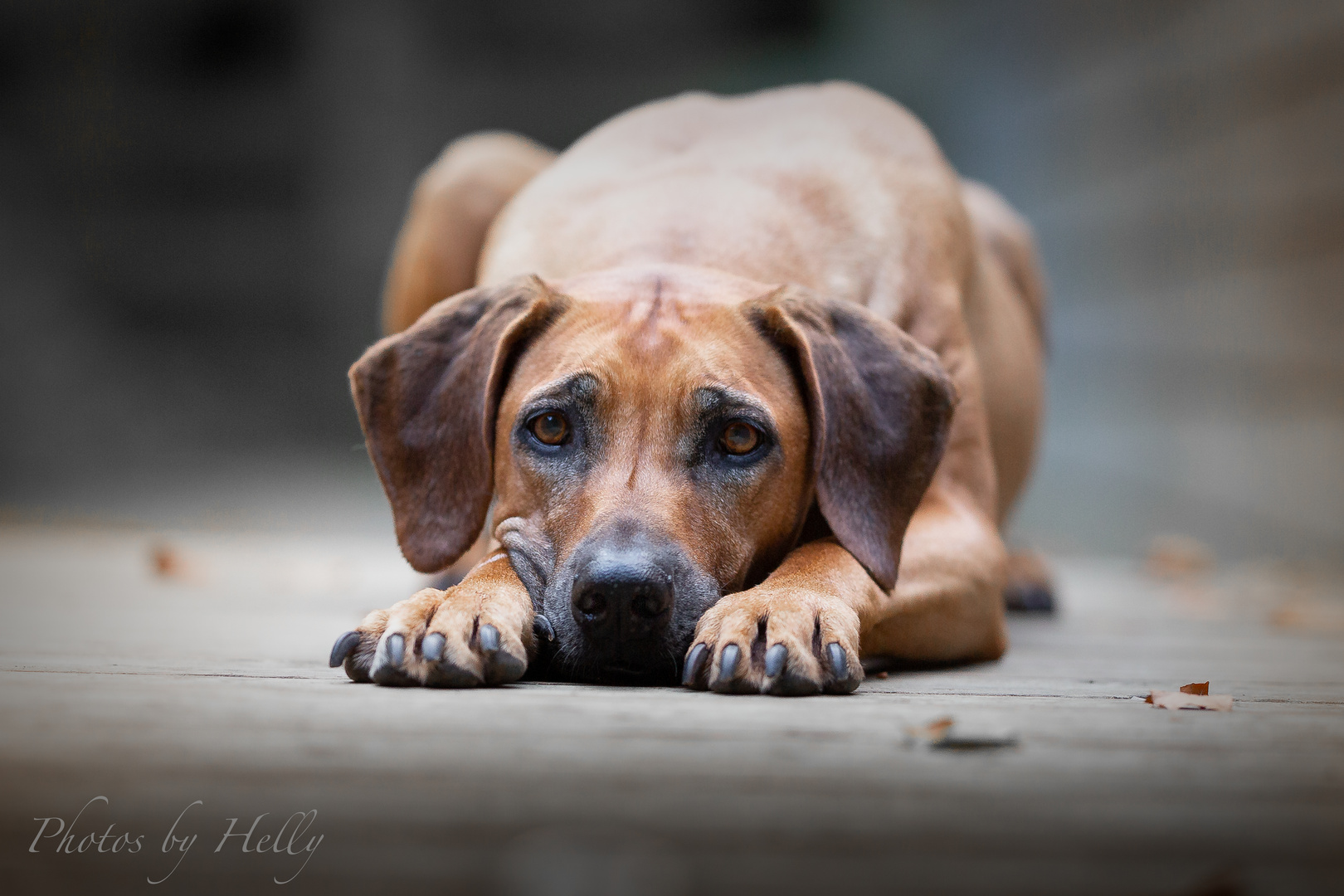 Kimba - Rhodesian Ridgeback - 12 Jahre alt