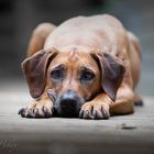 Kimba - Rhodesian Ridgeback - 12 Jahre alt