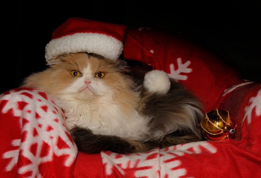 Kimba wünscht einen schönen 4 Advent Foto &amp; Bild tiere, haustiere