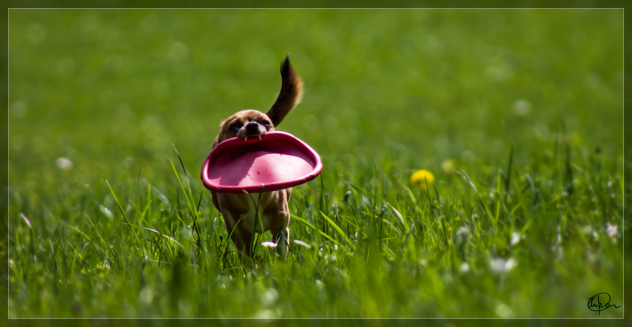 Kimba...mehr Frisbee als Hund