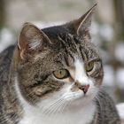 Kimba...unsere Katze aus der Mülltonne