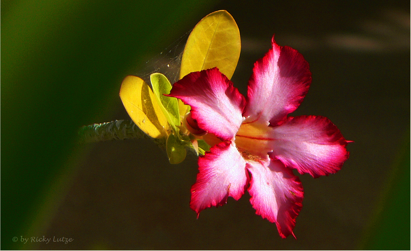 *** Kimberley Blossom ***