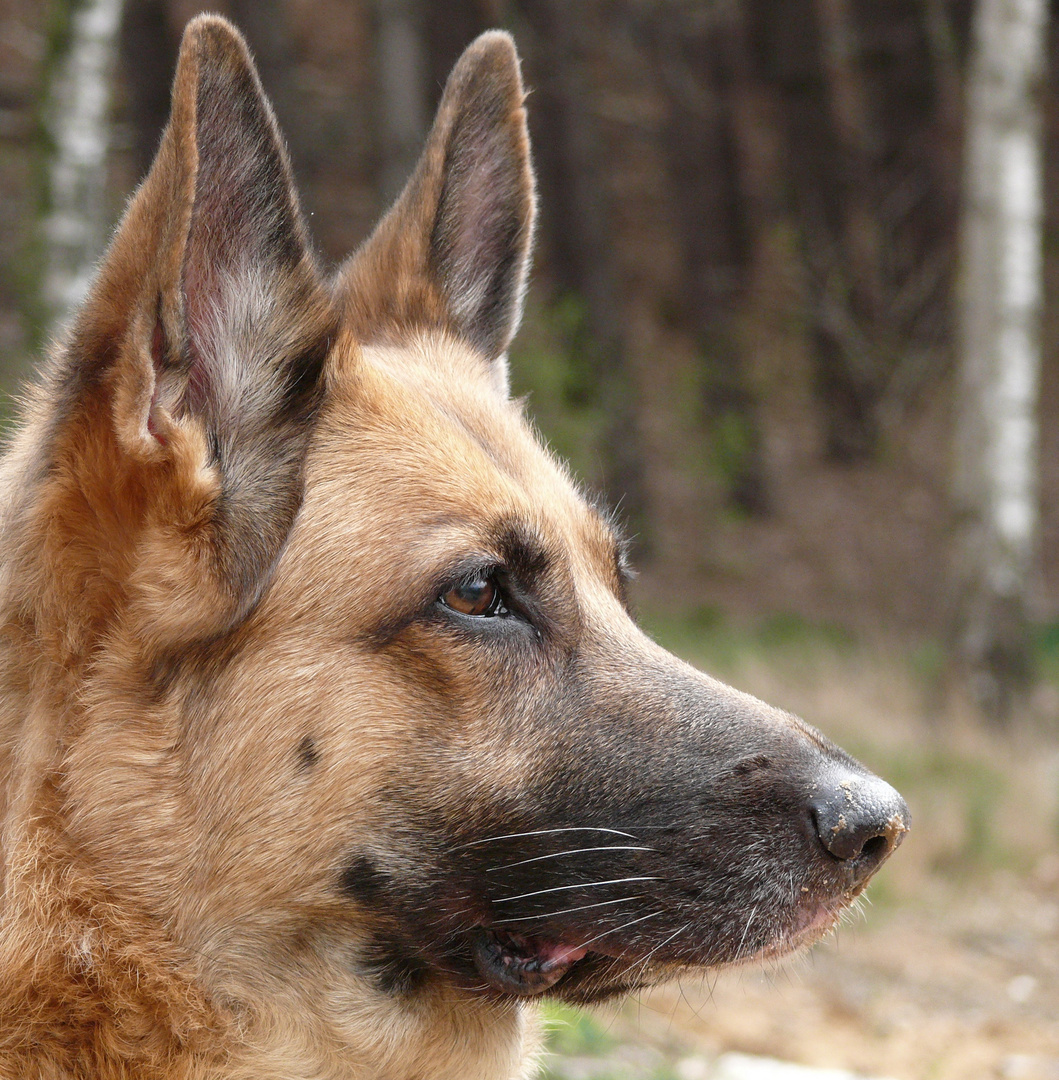 Kimmi - ein Bild von einem Hund...