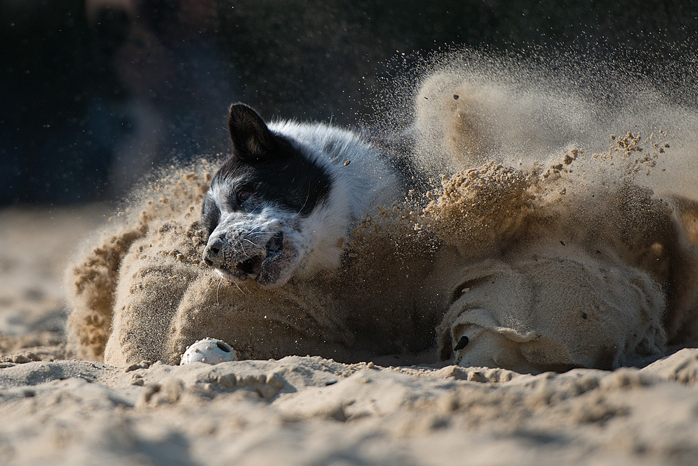 Kimmi und der Sandsturm