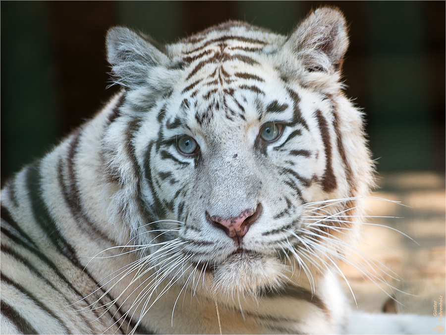 Kimmy im ZOO Aschersleben