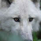 Kimo-Hudson Bay Wolf