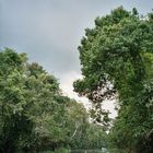 Kinabatang River - Sabah - Borneo (Malaysia