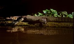 Kinabatangan Lizard