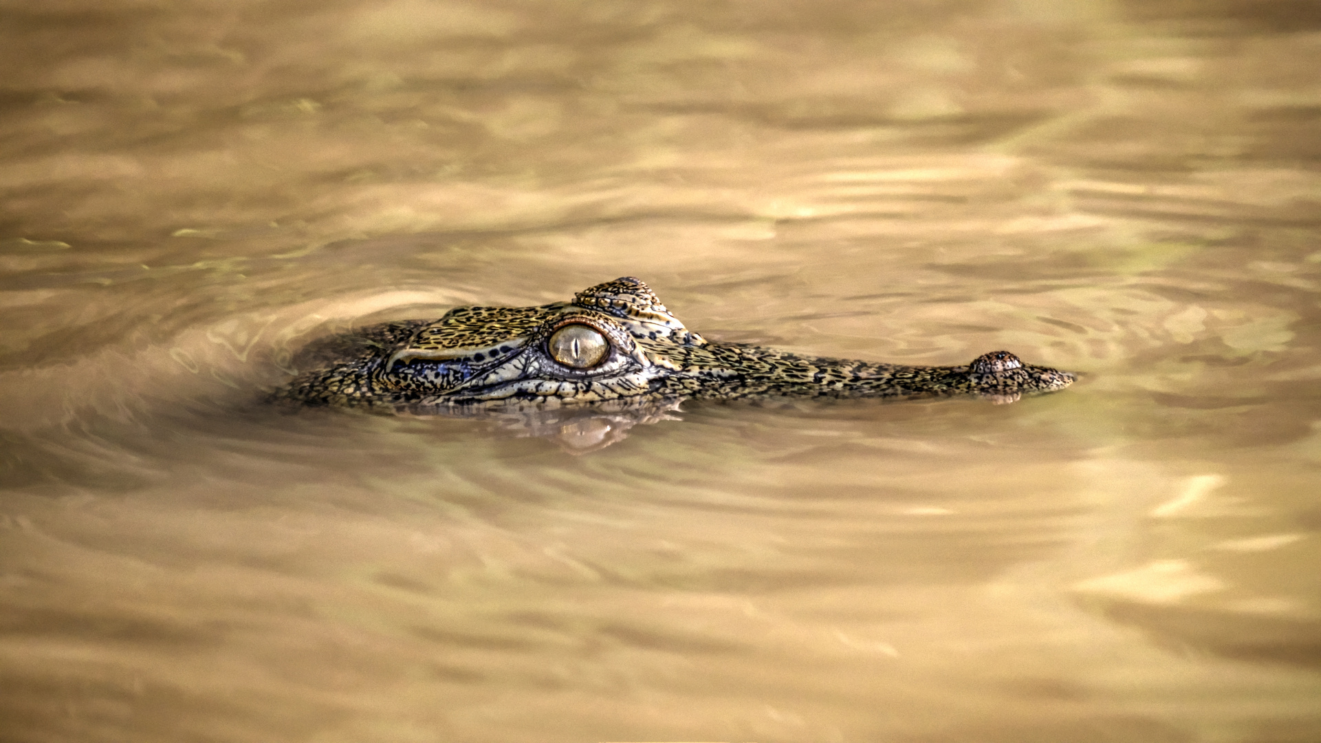 Kinabatangan / Malaysia