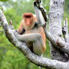 Kinabatangan River / Sabah