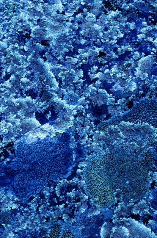 (Kind Of Blue) Fungus