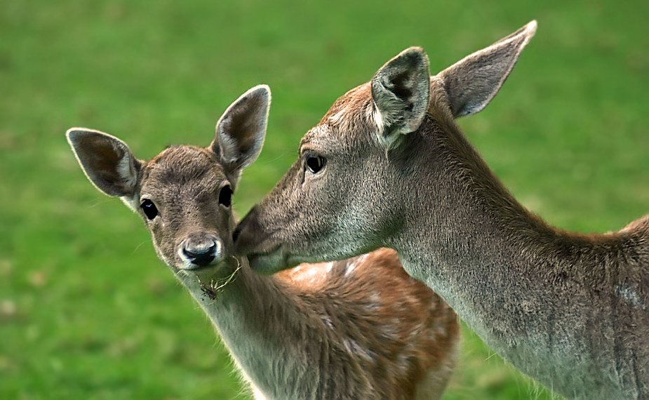 "Kindchen .... pass auf, der schaut schon so hungrig"