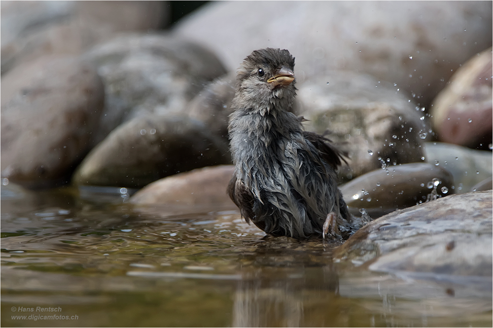 Kinder am baden.....