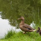 Kinder - aufstehen, die Fähre ist gleich da