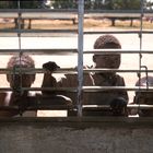 Kinder beim "Outdoor"-Schulbesuch in Burkina Faso (Westafrika)