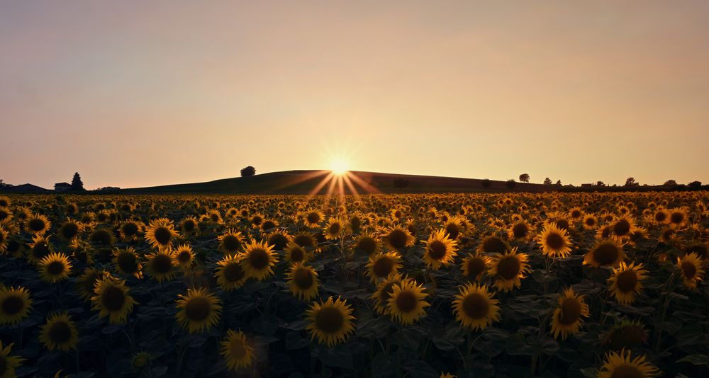 Kinder der Sonne