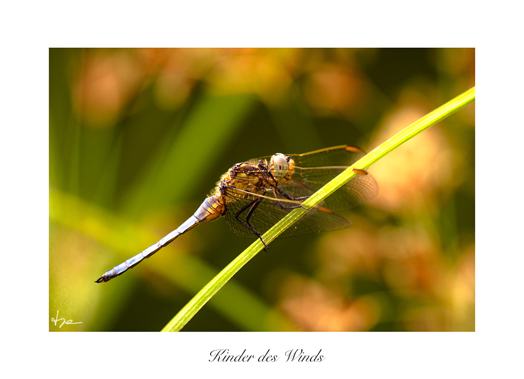 Kinder des Winds 