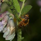 "Kinder, die SCHWEBFLIEGE!!!" ...