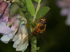 "Kinder, die SCHWEBFLIEGE!!!" ...