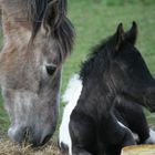 Kinder et sa maman