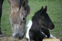 Kinder et sa maman