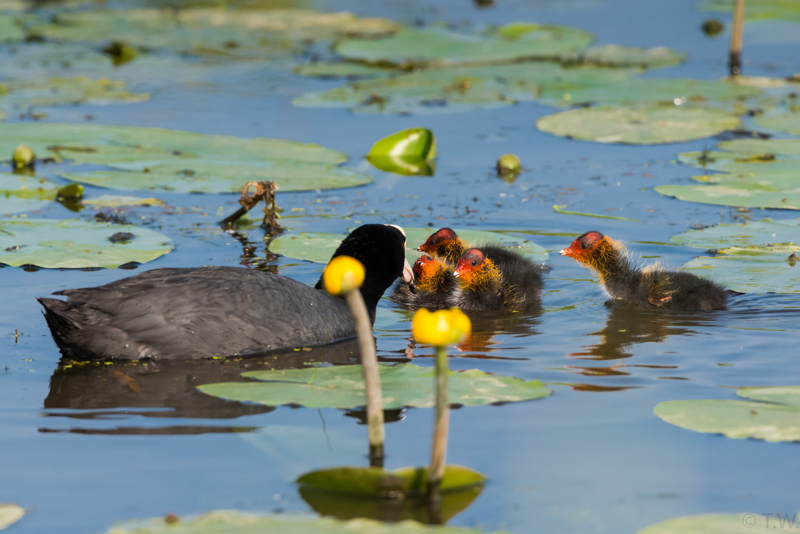 Kinder: Frühstück! Kleine Wassertierchen!